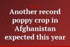Another record poppy crop in Afghanistan expected this year