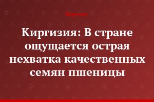 Киргизия: В стране ощущается острая нехватка качественных семян пшеницы