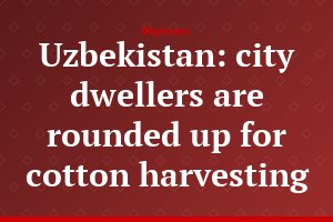 Uzbekistan: city dwellers are rounded up for cotton harvesting