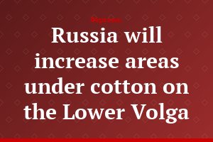 Russia will increase areas under cotton on the Lower Volga