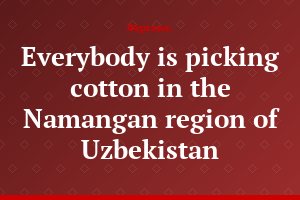 Everybody is picking cotton in the Namangan region of Uzbekistan