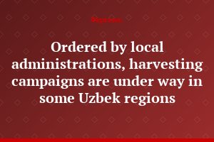 Ordered by local administrations, harvesting campaigns are under way in some Uzbek regions