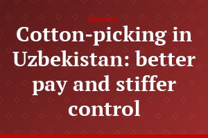 Cotton-picking in Uzbekistan: better pay and stiffer control