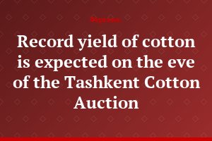 Record yield of cotton is expected on the eve of the Tashkent Cotton Auction
