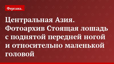 Центральная Азия. Фотоархив Стоящая лошадь с поднятой передней ногой и относительно маленькой головой