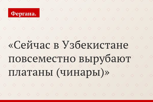 «Сейчас в Узбекистане повсеместно вырубают платаны (чинары)»