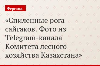 Спиленные рога сайгаков. Фото из Telegram-канала Комитета лесного хозяйства Казахстана