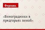 Виноградники в предгорьях зимой