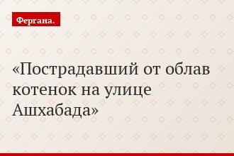 Пострадавший от облав котенок на улице Ашхабада