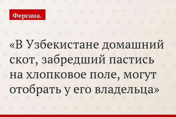 В Узбекистане домашний скот, забредший пастись на хлопковое поле, могут отобрать у его владельца