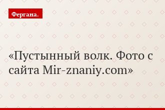 Пустынный волк. Фото с сайта Mir-znaniy.com