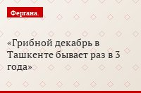 Грибной декабрь в Ташкенте бывает раз в 3 года
