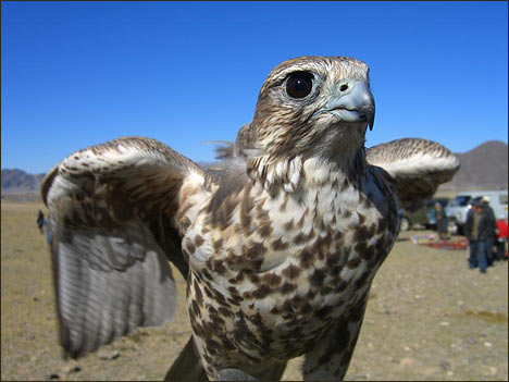 Фото www.terra-mongolia.ru