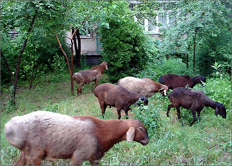 Ташкент, Массив Юнус-Абад, 11 квартал