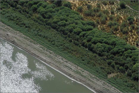 Сырдарья выше Шардаринского водохранилища