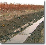 Вода ударила чиновникам в голову?