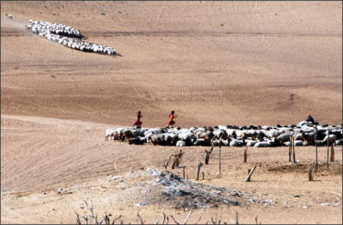 Khadzhi’s flock