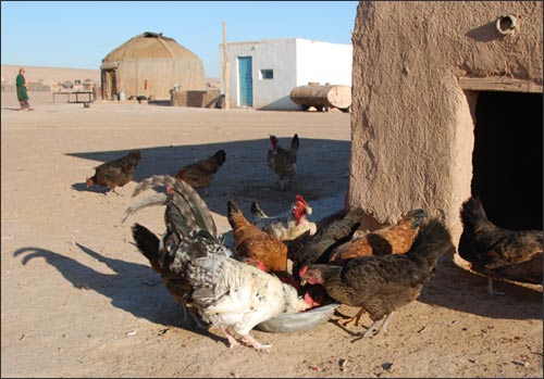 Chicken in Damla