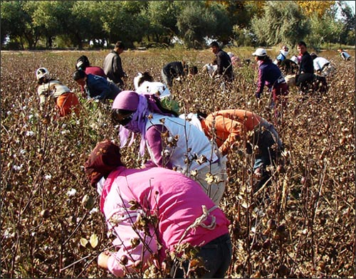 Школьники на полях Каракалпакстана