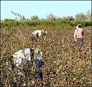 Uzbekistan: News from the Fields