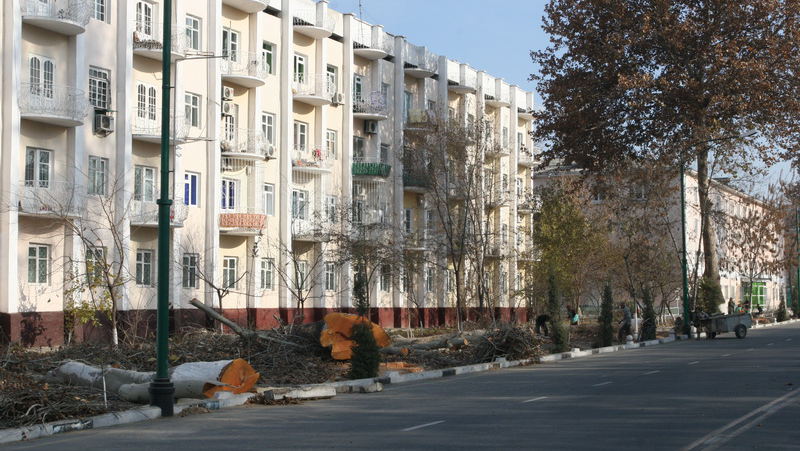 Вырубка деревьев в Фергане
