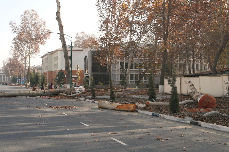 Вырубка деревьев в Фергане