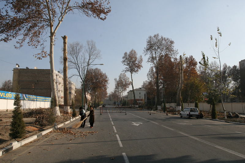 Вырубка деревьев в Фергане