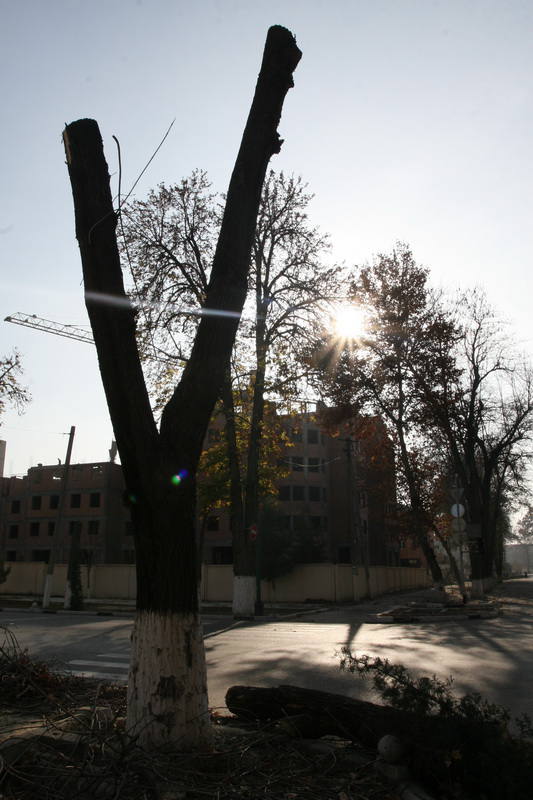 Вырубка деревьев в Фергане