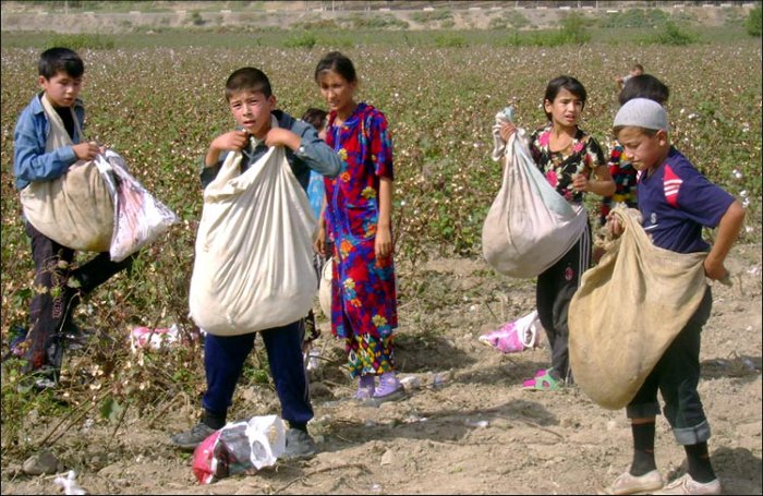 Children forced to pick cotton in Uzbekistan