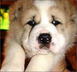 Dog genocide in Turkmenistan