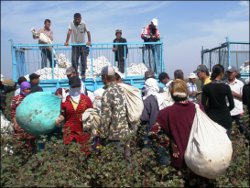 Uzbekistan 2012 Cotton Harvest: Continued State-Sponsored Forced Labor of Children and Adults