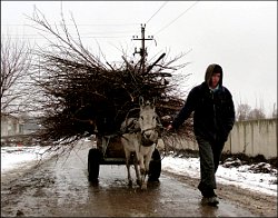 Дрова и уголь — последний способ отопления в Узбекистане
