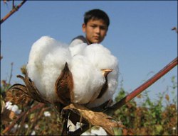 More children die on cotton fields in Uzbekistan