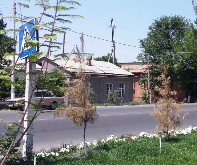 Только что высаженные сосенки высыхают и погибают за одно лето