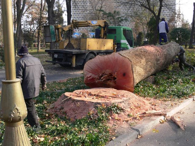 Так вырубали столетние чинары в знаменитом Ташкентском Сквере в 2009 году