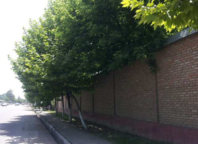 Плановая посадка чинары возле забора
