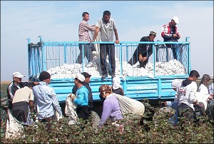 The Uzbek Cotton: The Government’s Riches, the People’s Curse