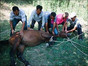 Uzbekistan: A tale of Kazakhs slaughtering a horse (images 18+)