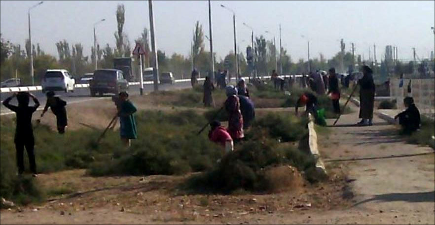 Ozodlik: Uzbek medics collect cotton, camel-thorn