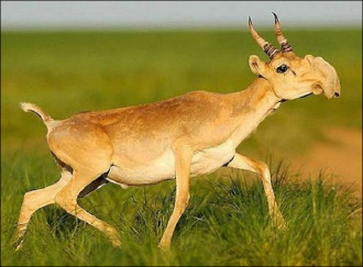 Uzbekistan: Saiga disappears and authorities have no interests in this tragedy