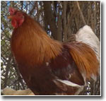 A rooster speaking \