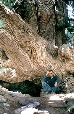 An archa (juniper) whose trunk is over 3 meters thick